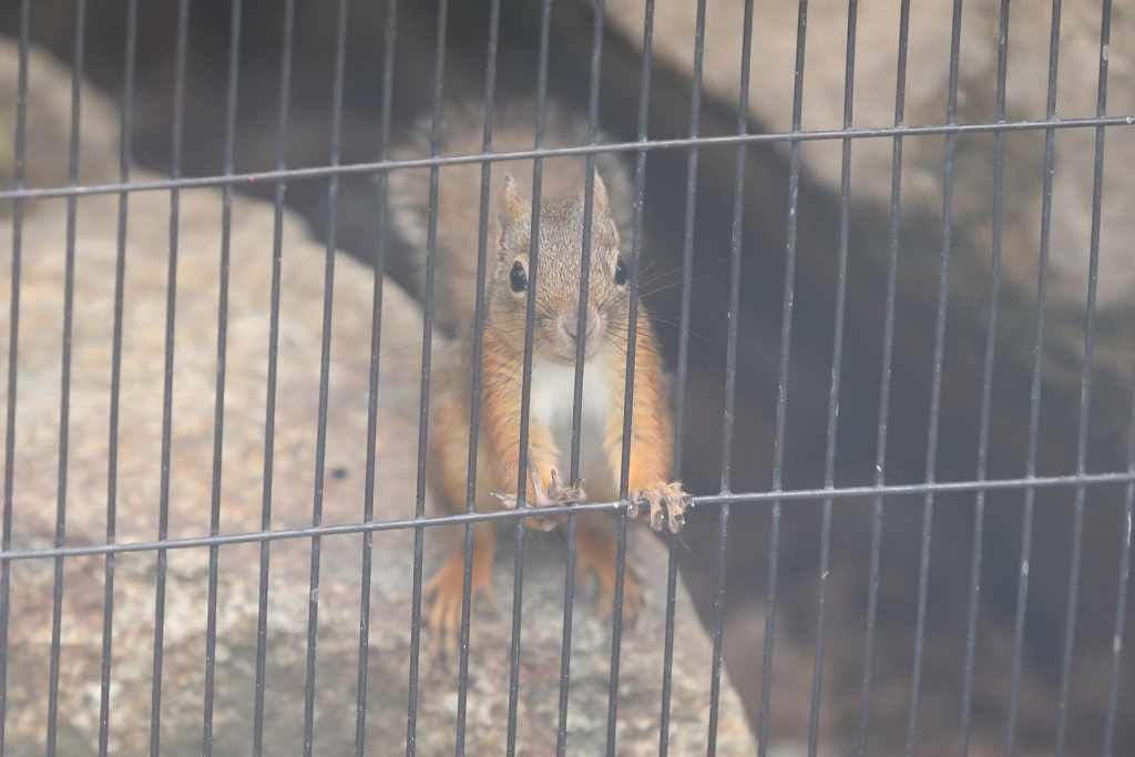 6月16日 王子動物園 ８