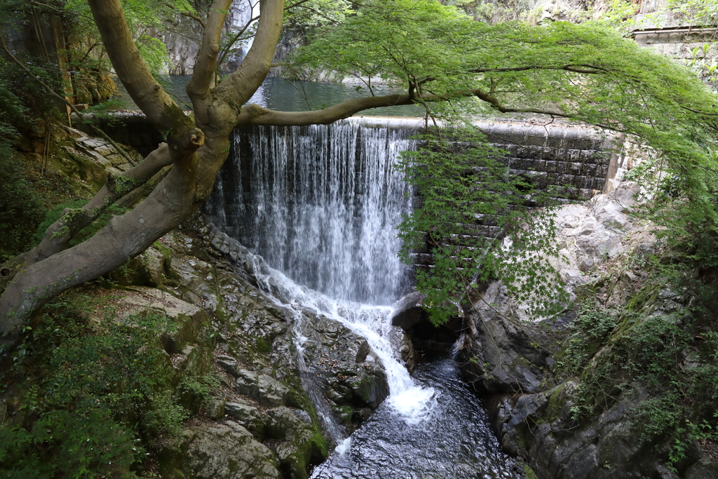 5月5日 布引ハーブ園 48