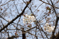 3月26日 王子動物園 ３