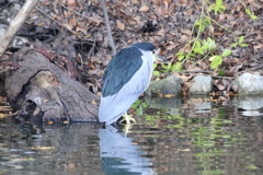 11月27日 明石公園 16