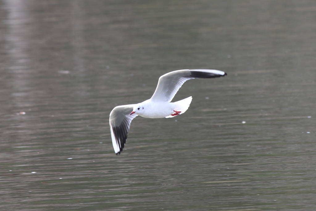 12月4日 明石公園 19