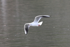 12月4日 明石公園 19