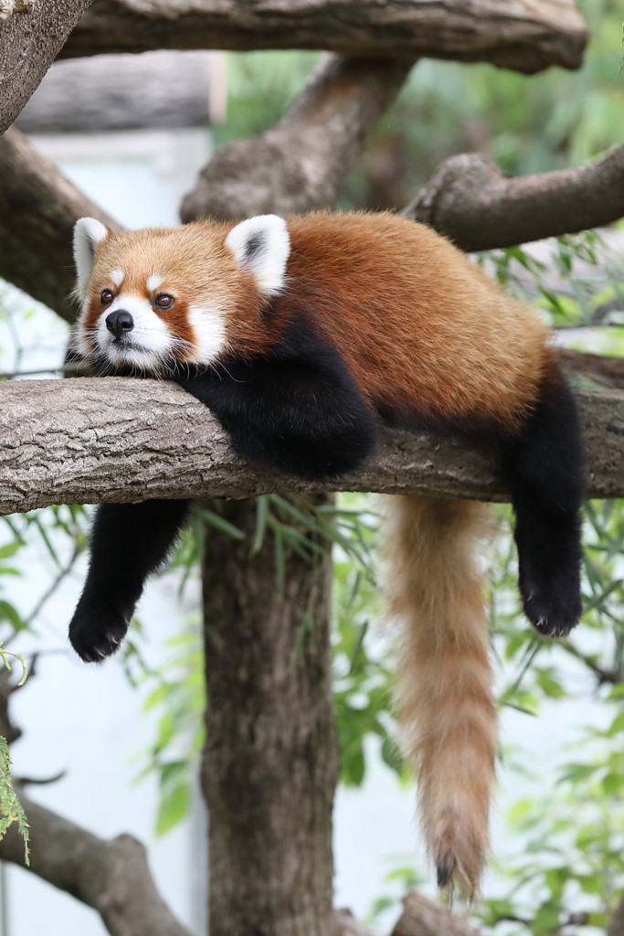 6月16日 王子動物園 ７