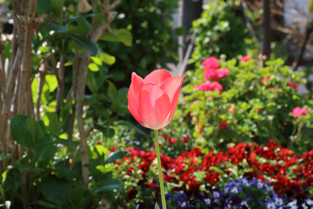 4月9日 散歩 10