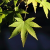 11月24日 相楽園 40