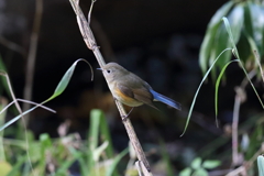12月5日 明石公園 13
