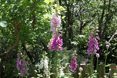 5月28日 布引ハーブ園 29