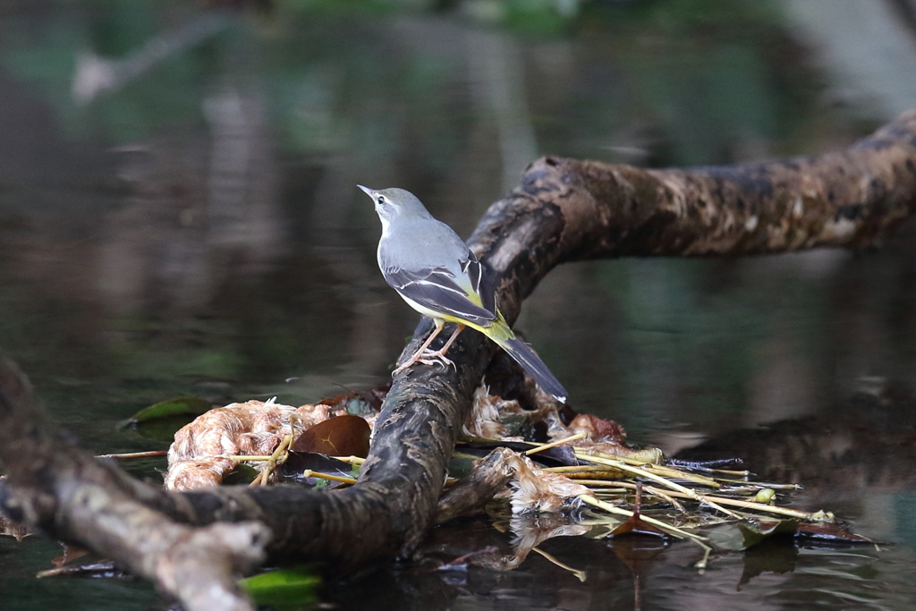 1月15日 明石公園 19