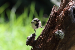 8月22日 明石公園 ３