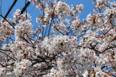 4月9日 散歩 15