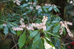3月20日 京都嵐山 58