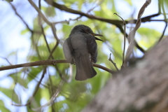 5月13日 岡本梅林公園 ３