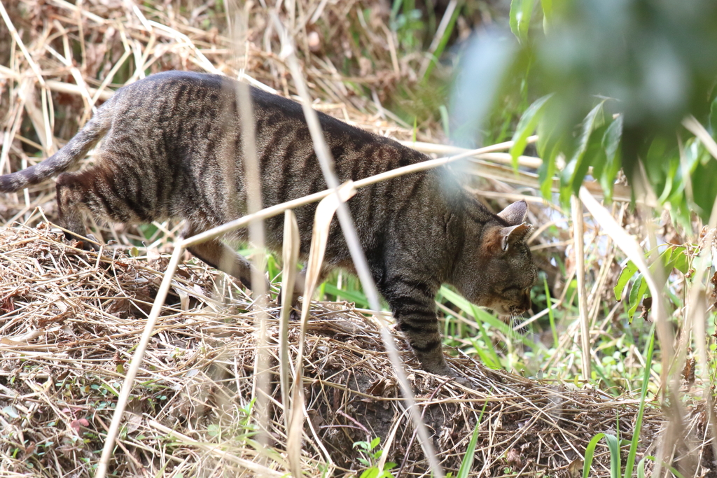 1月30日 明石公園 18