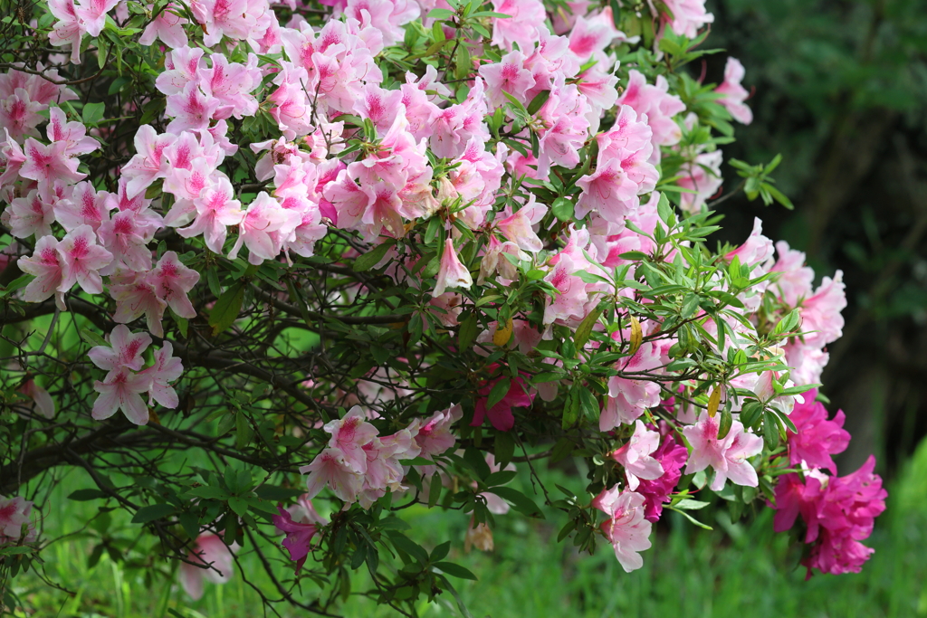 5月2日 明石公園 ５