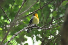 6月19日 明石公園 12 