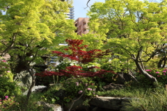 4月24日 相楽園 16