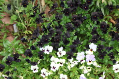 6月2日 明石公園 12
