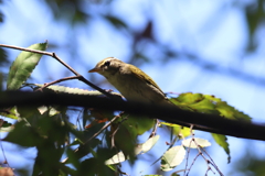 9月17日 大阪城公園 13