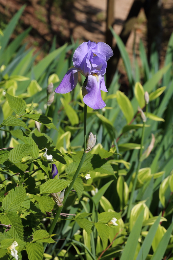 5月5日 布引ハーブ園 33