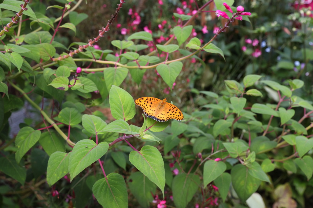 9月21日 布引ハーブ園 １