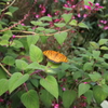 9月21日 布引ハーブ園 １