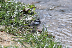 3月20日 夙川河川敷公園 ４