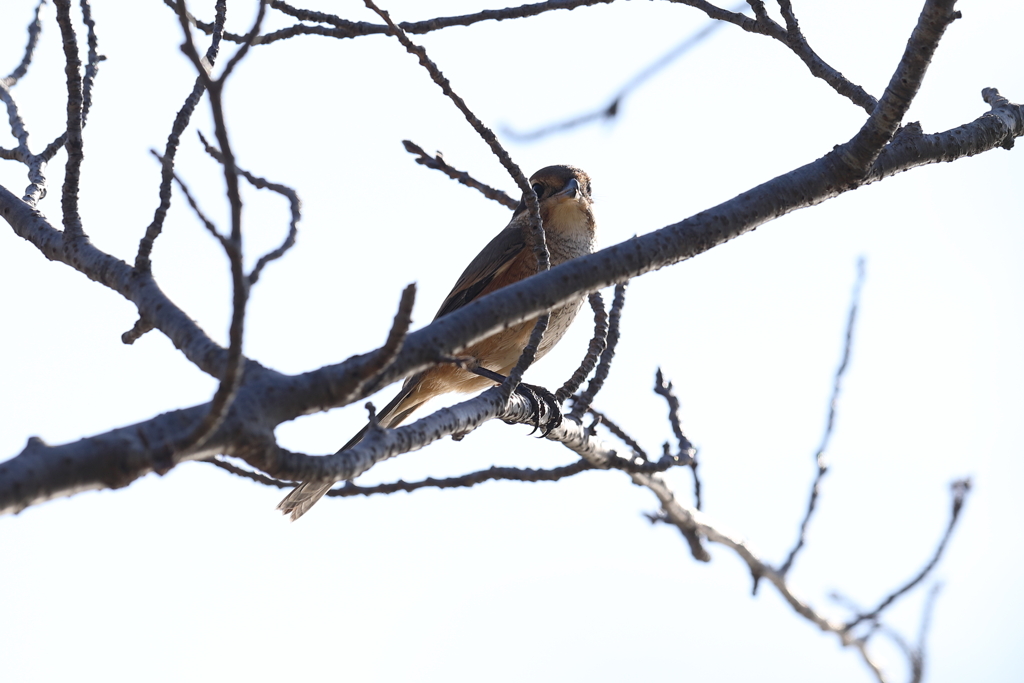 12月18日 明石公園 ７