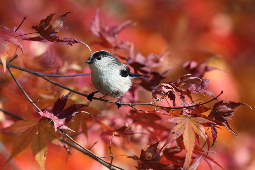12月11日 明石公園 17