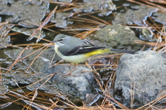 1月3日 夙川河川敷緑地 ７