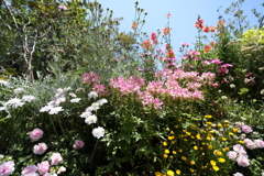 5月28日 布引ハーブ園 20
