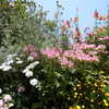 5月28日 布引ハーブ園 20