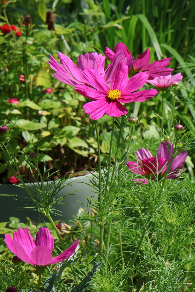 6月16日 明石公園 ９