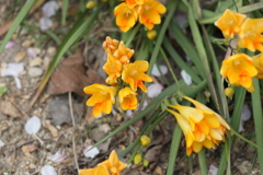 4月3日 夙川 17