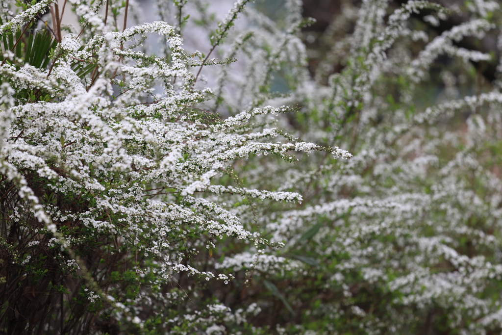 3月17日 夙川河川敷緑地 13