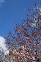 3月20日 京都嵐山 33
