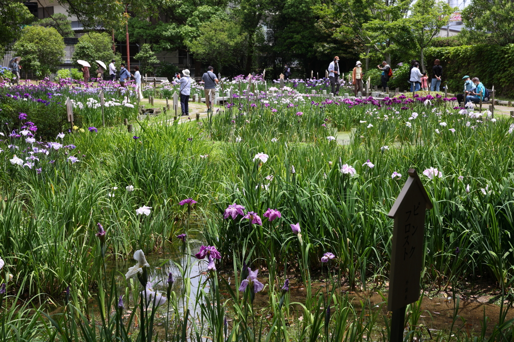 6月6日 須磨離宮公園 ７
