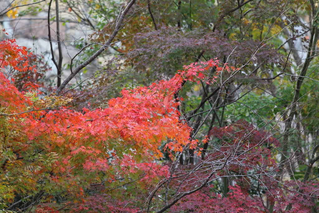 11月17日 明石公園 18