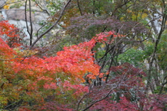 11月17日 明石公園 18 11月17日 明石公園 18