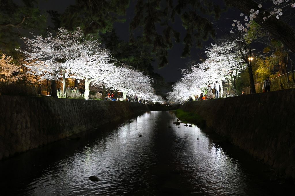 4月6日 夙川河川敷緑地 ７