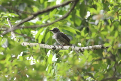 4月30日 明石公園 11