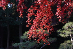 12月6日 須磨離宮公園 13