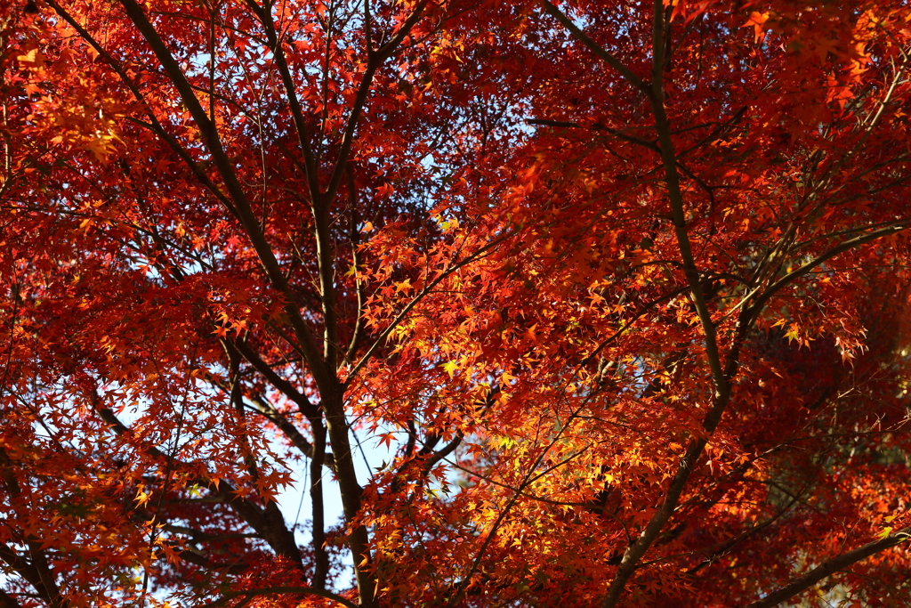 11月30日 奈良 11