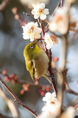 2月20日 須磨離宮公園 33