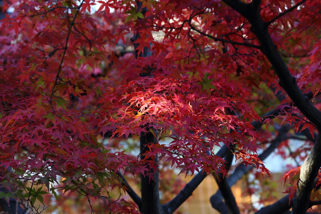 11月24日 相楽園 22