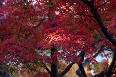 11月24日 相楽園 22 11月24日 相楽園 22