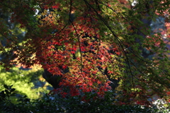 12月6日 須磨離宮公園 29
