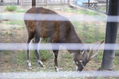 6月16日 王子動物園 33