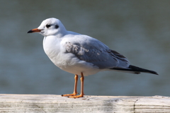 1月8日 明石公園 23