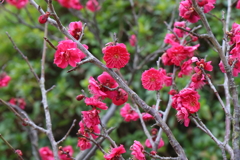 2月26日 明石公園 ３