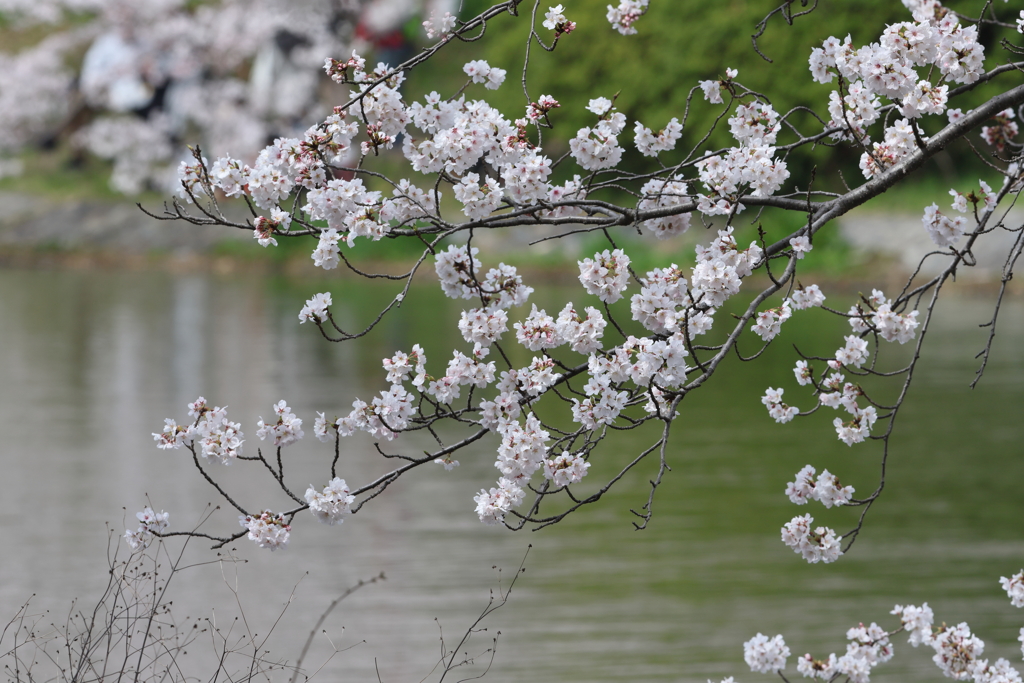 4月2日 明石公園 10